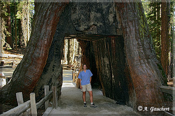 California Tunnel Tree